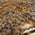 Alimento con polen para abejas APIKAND