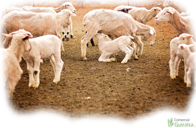 Leches maternizadas para corderos o cabritos y terneros
